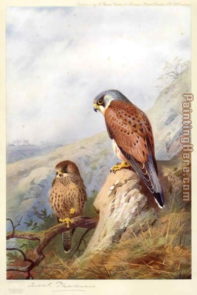 Kestrel